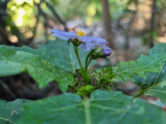 Solanum vicinum