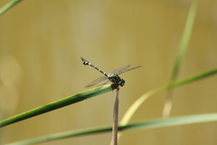 Ictinogomphus pertinax