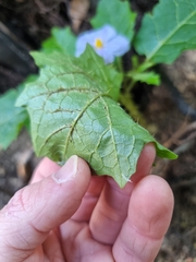 Solanum vicinum