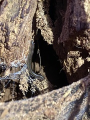 Cylindroiulus punctatus