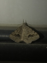 Frederickia s-signata