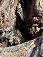 Cylindroiulus punctatus