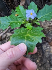 Solanum vicinum