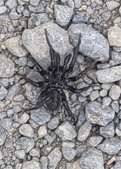 Antrodiaetus pacificus