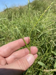 Urochloa platyphylla
