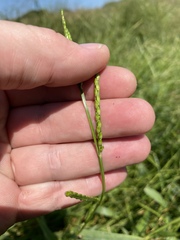 Urochloa platyphylla