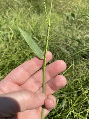 Urochloa platyphylla
