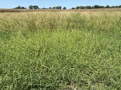 Urochloa platyphylla