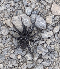 Antrodiaetus pacificus