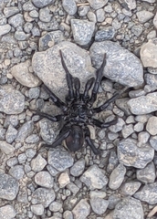 Antrodiaetus pacificus