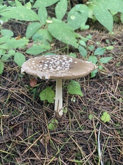 Pantherinae