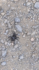 Antrodiaetus pacificus