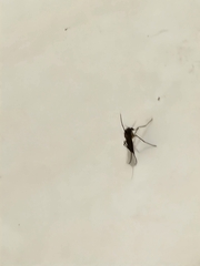Culicinae