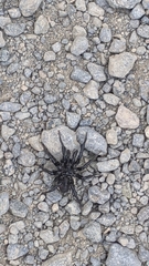 Antrodiaetus pacificus