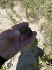 Sternotherus carinatus