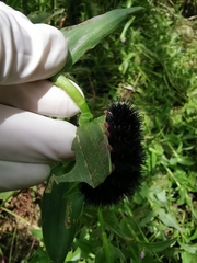 Hypercompe scribonia