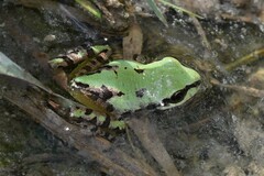 Hyla wrightorum