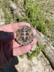 Sternotherus carinatus
