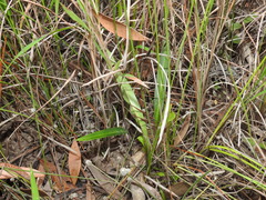 Cryptostylis