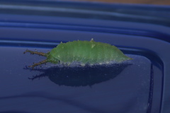 Hestina assimilis
