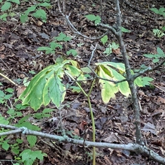 Podophyllum peltatum