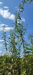 Helianthus verticillatus