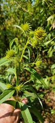 Helianthus verticillatus