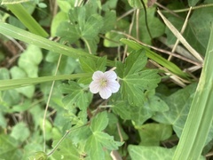 Geranium thunbergii