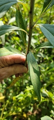 Helianthus verticillatus