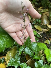 Tiarella trifoliata trifoliata