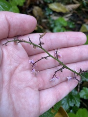 Tiarella trifoliata trifoliata