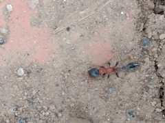 Tetraponera rufonigra