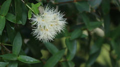 Syzygium tephrodes