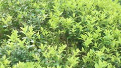 Syzygium tephrodes