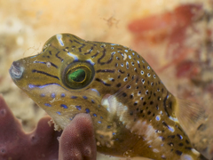 Canthigaster callisterna