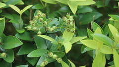 Syzygium tephrodes
