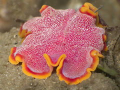 Pseudoceros ferrugineus