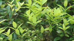 Syzygium tephrodes