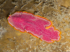 Pseudoceros ferrugineus