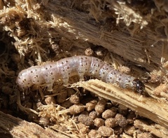 Scolecocampa