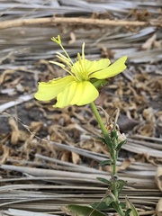 Oenothera elata