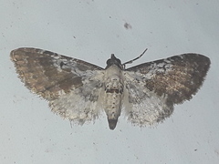Eupithecia