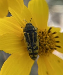Acmaeodera amplicollis
