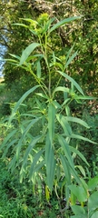 Helianthus verticillatus