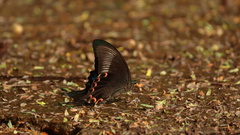 Papilio paris