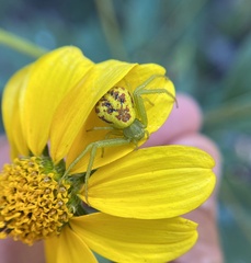 Thomisidae