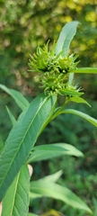 Helianthus verticillatus