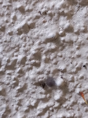 Parasteatoda tepidariorum
