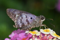 Polygonus leo arizonensis