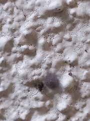 Parasteatoda tepidariorum